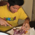 Weberine de cirujano